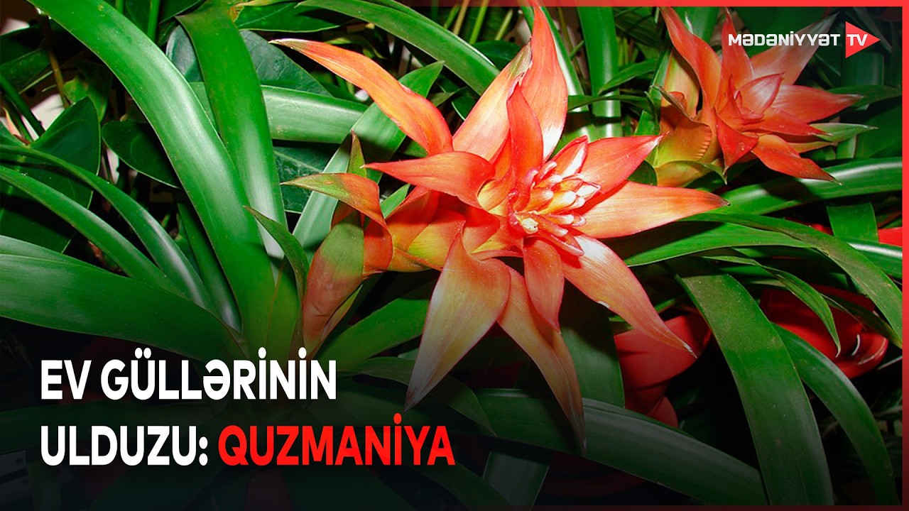 Quzmaniya bitkisində uzun&ouml;m&uuml;rl&uuml; &ccedil;i&ccedil;əklənmənin sirləri