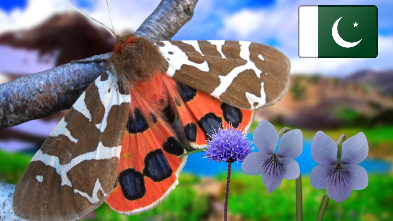 Hill Tiger Moth: Arctia martinhoneyi - Raising Pakistan's Tiger in MothCycles