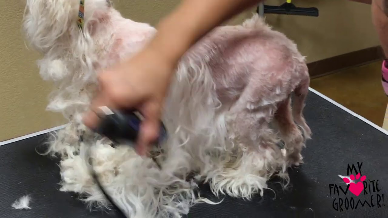 Matted Maltese with Skin Issues
