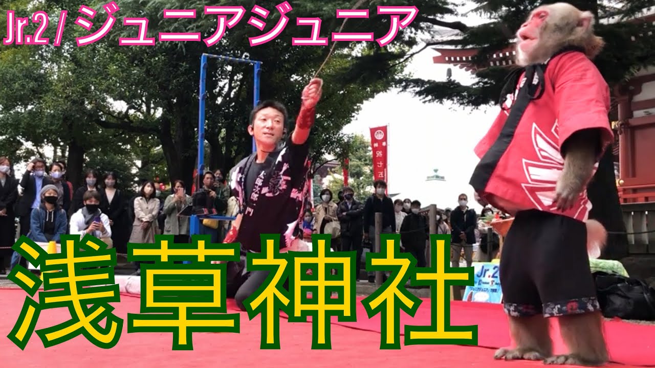 Jr.2 / ジュニアジュニア at 浅草神社 〜猿回し〜 日光さる軍団 ②