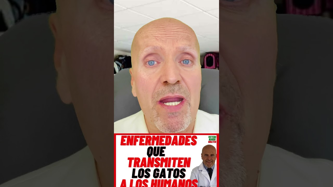 🟣 Enfermedades que Transmiten los Gatos a los Humanos 🟣 Mujeres, Ni&ntilde;os y Hombres 🟣 Toxoplasmosis