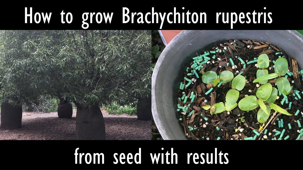 Как вырастить Brachychiton rupestris (бутылочное дерево Квинсленда) из семян с результатами
