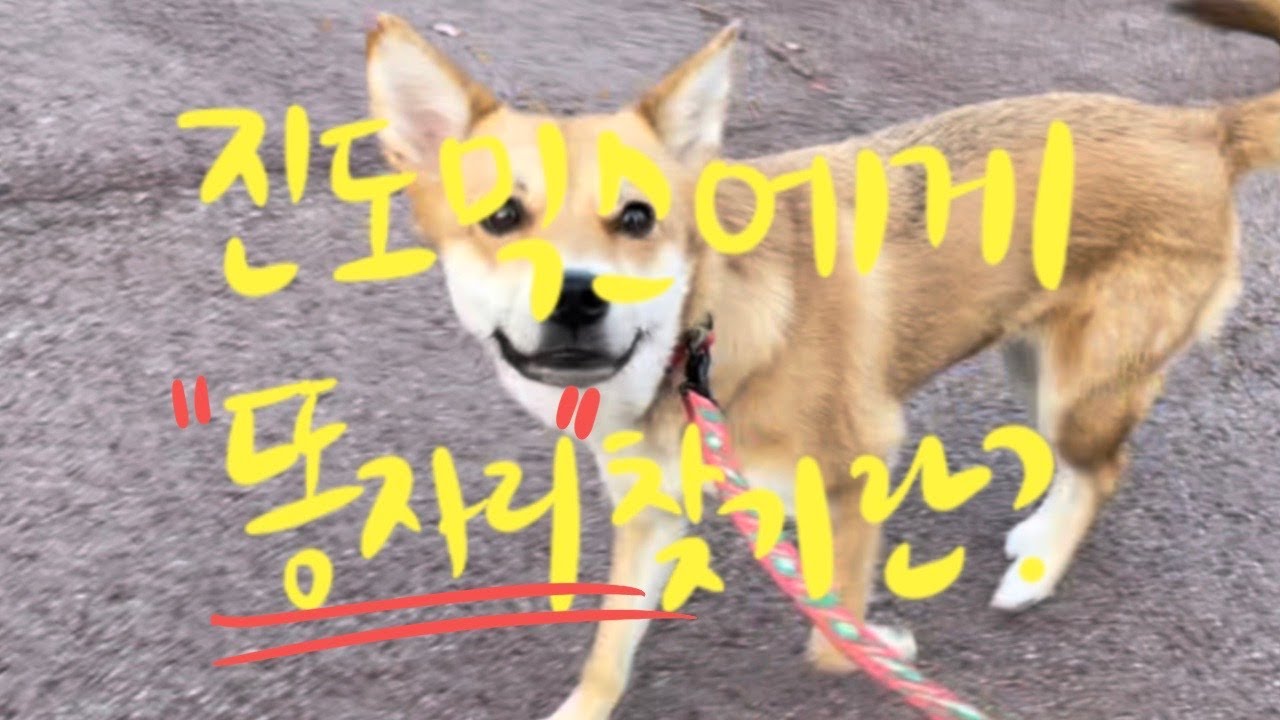 진도믹스와의 산책이 힘든이유