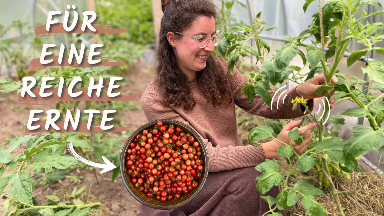 REICHE TOMATEN Ernte mit diesem GENIALEN Trick! 🍅🍅🍅 Das solltest du bei deinen Tomatenpflanzen tun!