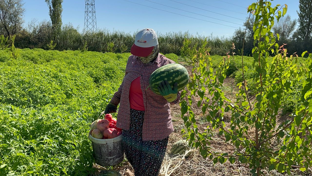 Domates kurularımızı kaldırdık❗️yok böyle bir renk |Pembe domates tohumu siparişi almaya başladım
