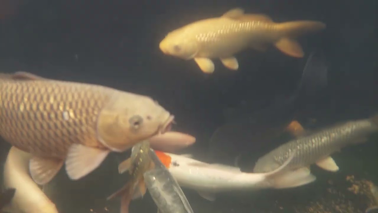 Koi pond