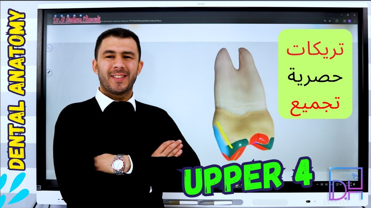 2- Upper First Premolar ( 3D of Upper 4 ) P1