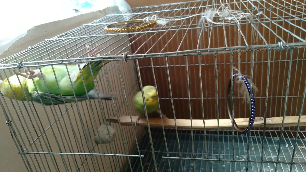 Funny Budgie