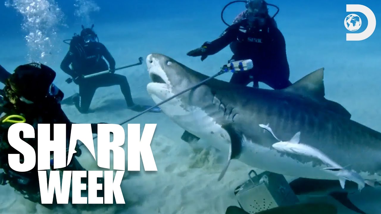 Researching a Chaotic Shark Feeding Frenzy | Shark Week (2024) | Discovery