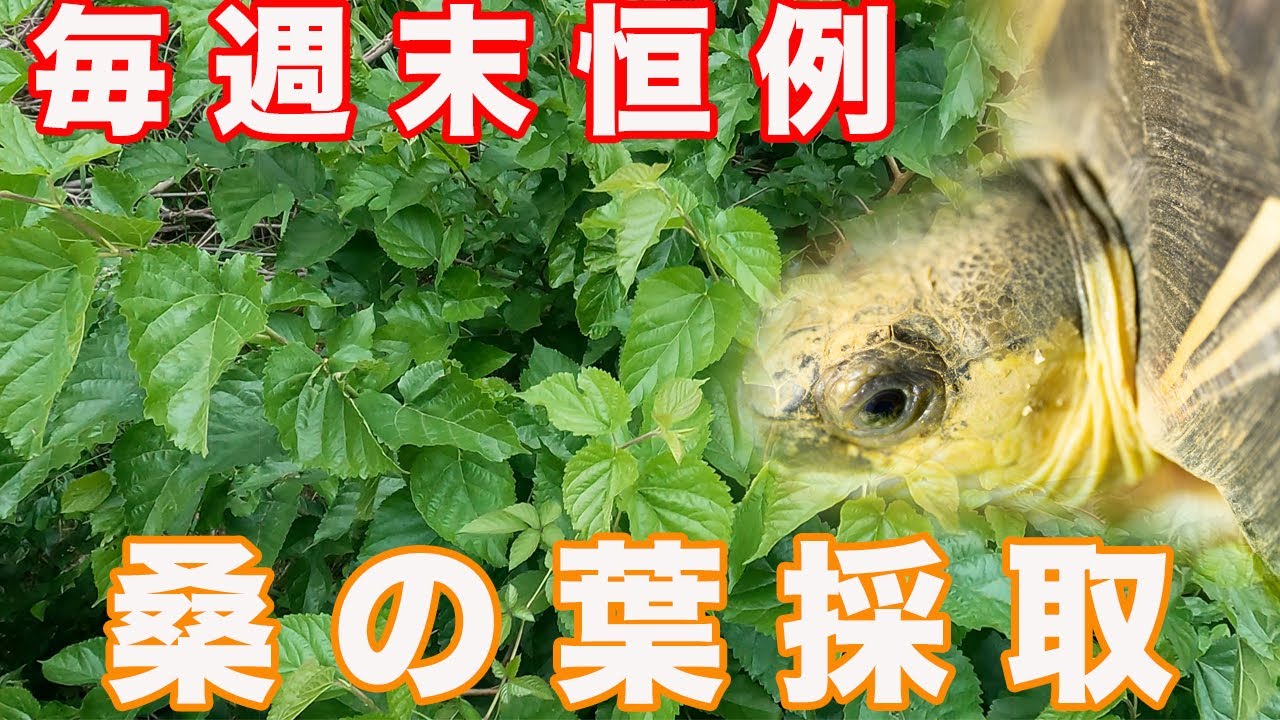 毎週末にやっている採取作業を撮ってみた