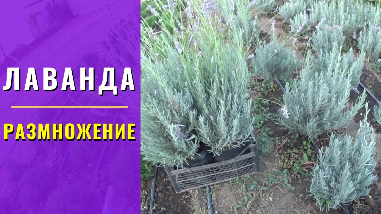 Размножение Лаванды.