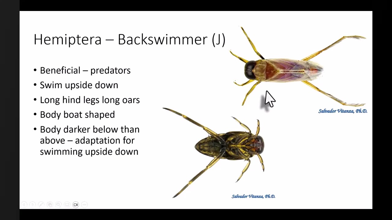 Hemiptera Species for Intermediates (grades 6-8)