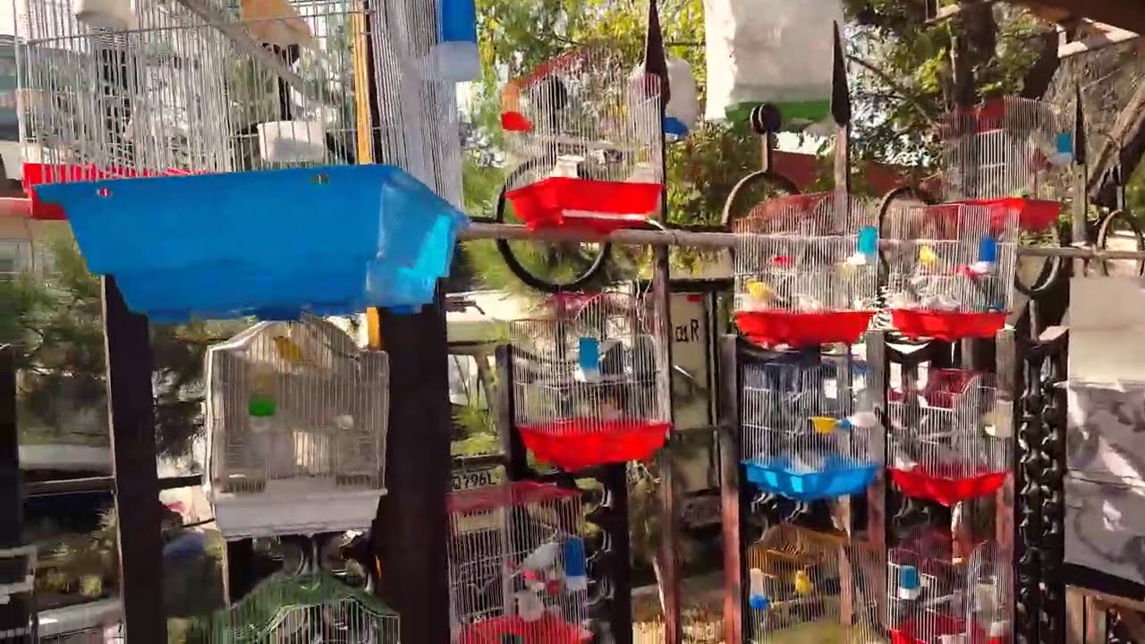 Тошкент қуш бозори: Канарейкалар 26.09.20 Tashkent bird market