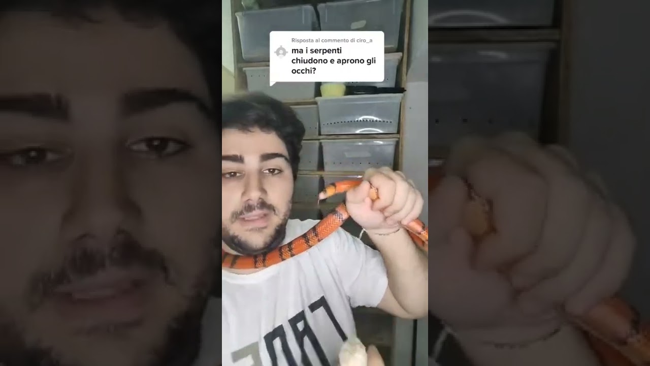 I serpenti aprono e chiudono gli occhi?