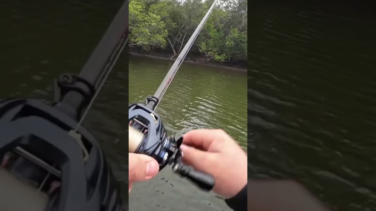 Small Mangrove Jack on Topwater