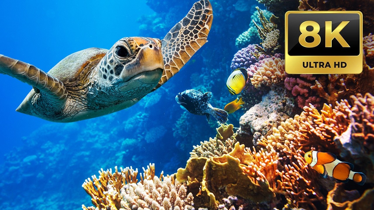 Rainbow Reef 3 - A Magical 8HR Underwater Journey in 8K