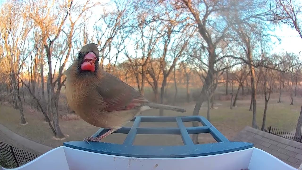 Cardinal Close-Up at Feeder