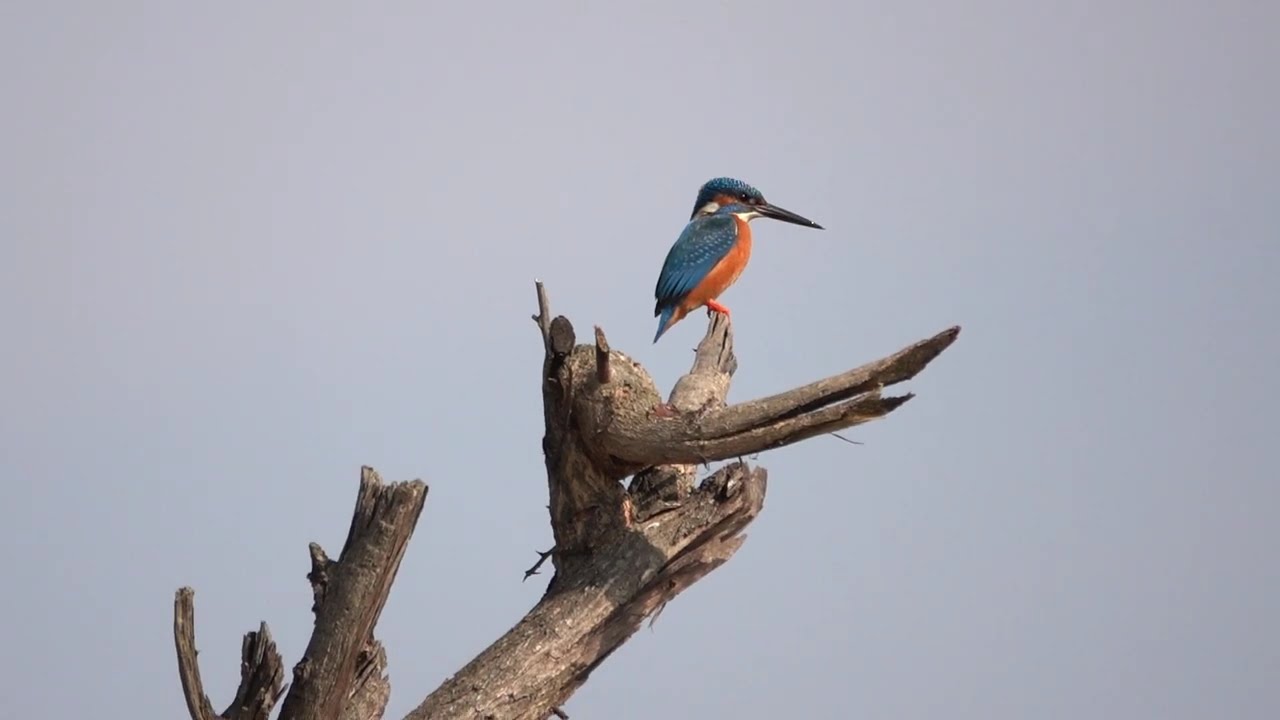 🐦Common Kingfishers – Nature’s Flying Sapphire💎
