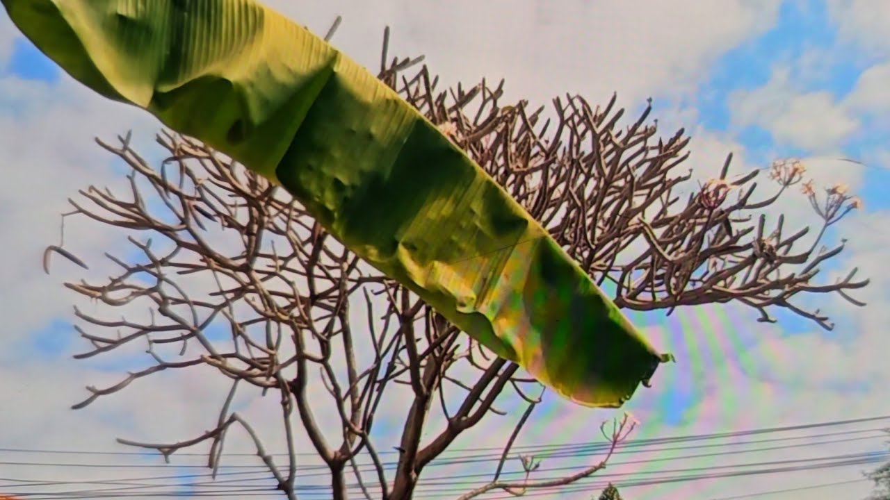 정원 식물에 유기농 에너지 (영양제) 줍니다