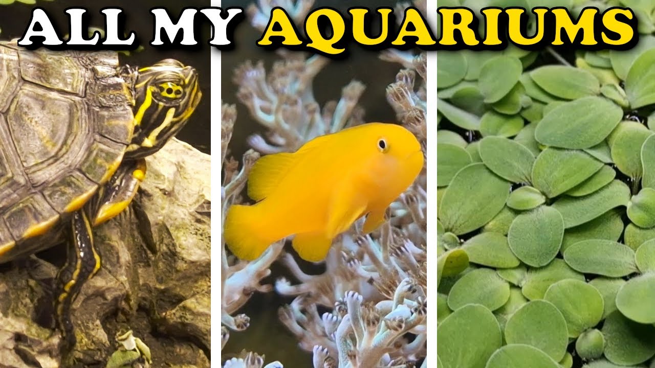 ALL MY AQUARIUMS | Freshwater and Macroalgae Reef Tanks | FULL FISHOUSE TOUR