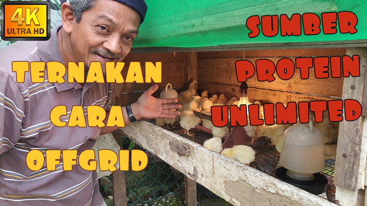 ✅ DULU NAK MASAK KENA BELI, SEKARANG FREE || MULA TERNAK KELILING RUMAH