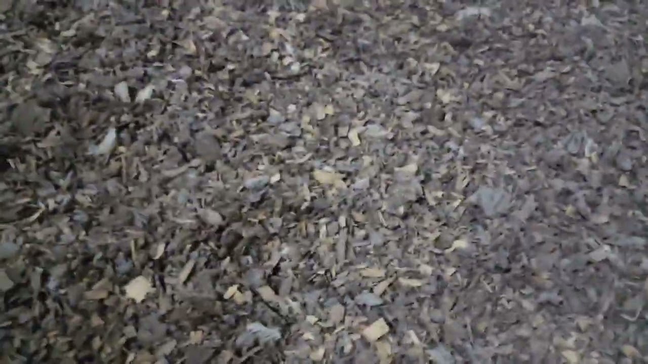 incorporando o cal virgem na cama do aviário.