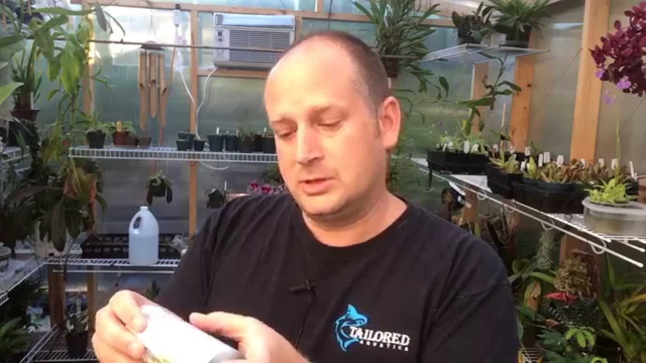 Orchid Care: Seaweed Foliar Feeding Orchids and Fertilizing with Organic Fertilizers