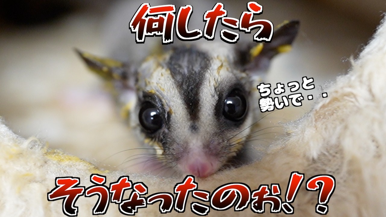 突然の発情！そして大惨事へ・・