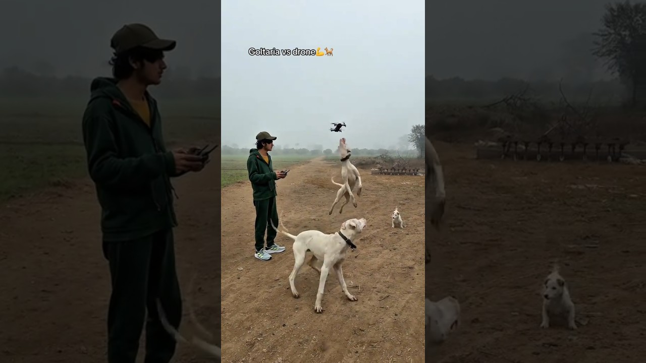 Gltoria dog play with drone 💥🌟🐕‍🦺