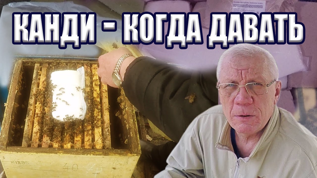 Почему канди без меда лучше? Как ПРАВИЛЬНО давать канди пчелам?