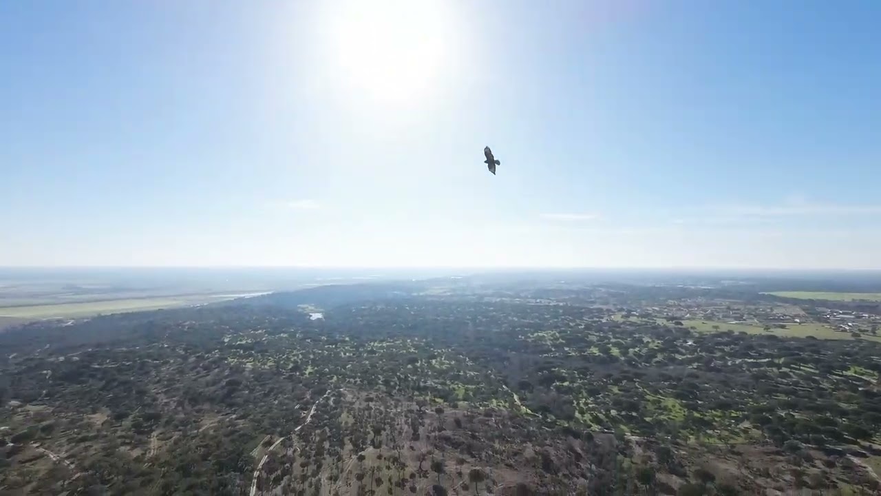 Drone shots 2 in Portugal flying with birds smnlhss