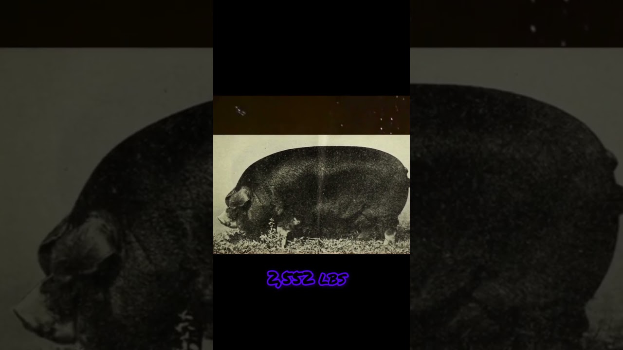 The biggest pig ever recorded