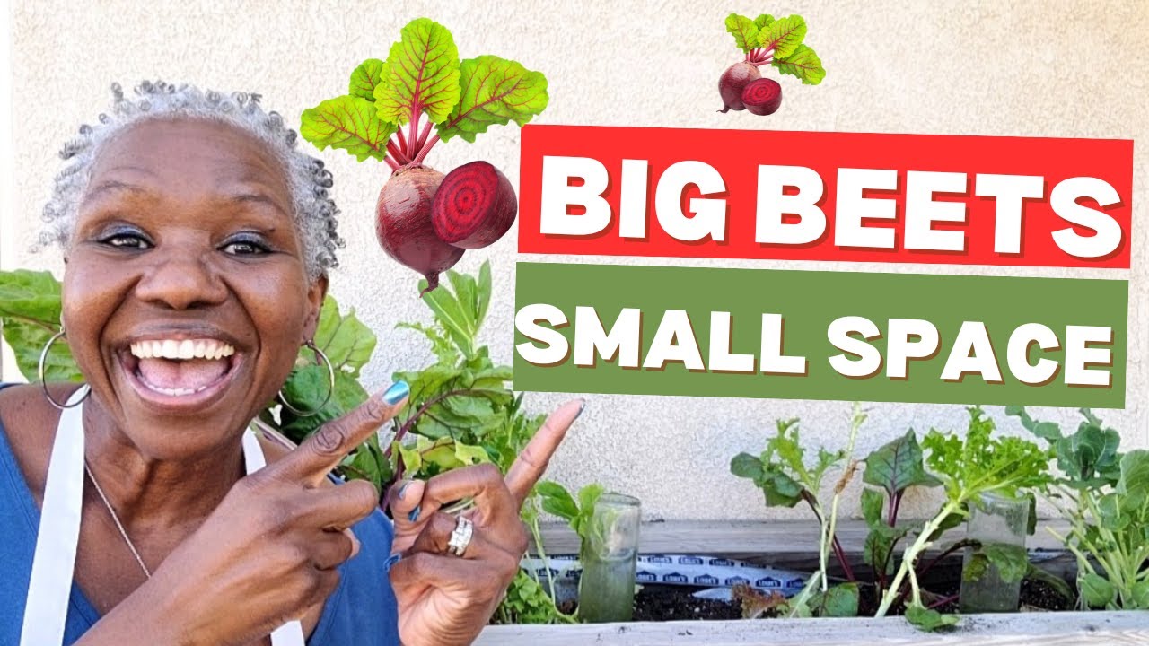 Easy BEET HARVEST Tips for Small Spaces!