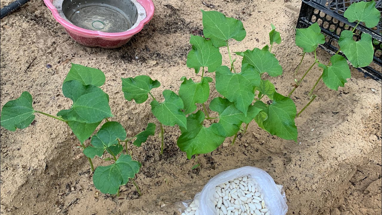 ازرع حبوب الفاصوليا وبعد أسبوع هتكون بهذا الشكل ، سهلة الرعاية وسريعة الانبات