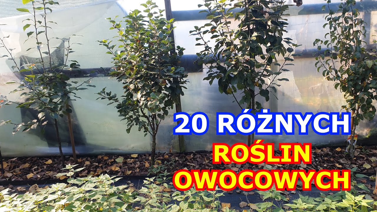 Mam już 20 różnych Roślin Owocowych | Uprawa Drzew i Krzewów Owocowych na Działce w Październiku