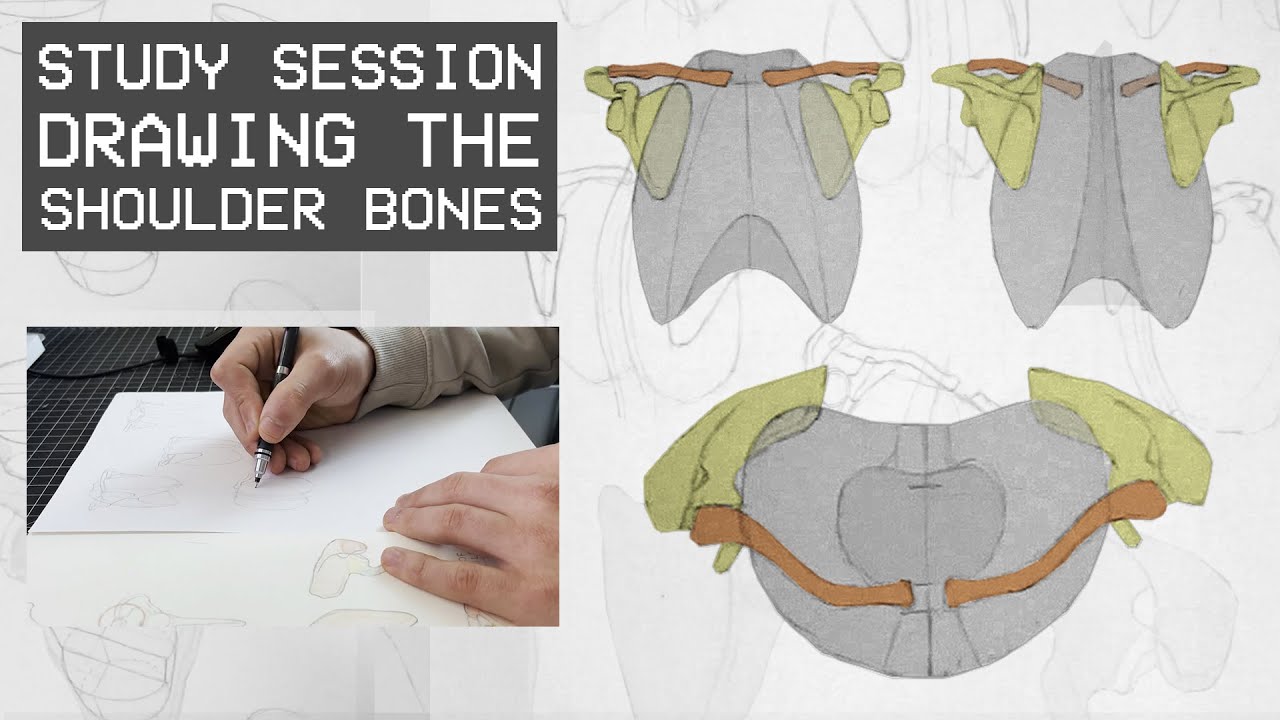 Drawing The Shoulder Bones - Anatomy For Artists (Study Session)
