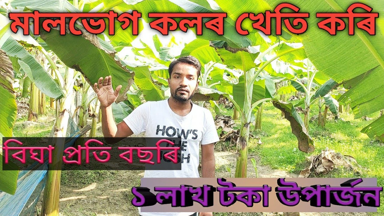 বৈজ্ঞানিক পদ্ধতিত মালভোগ কলৰ খেতি কৰো আহক || MALBHOG BANANA 🍌 FARMING PROCESS IN ASSAM