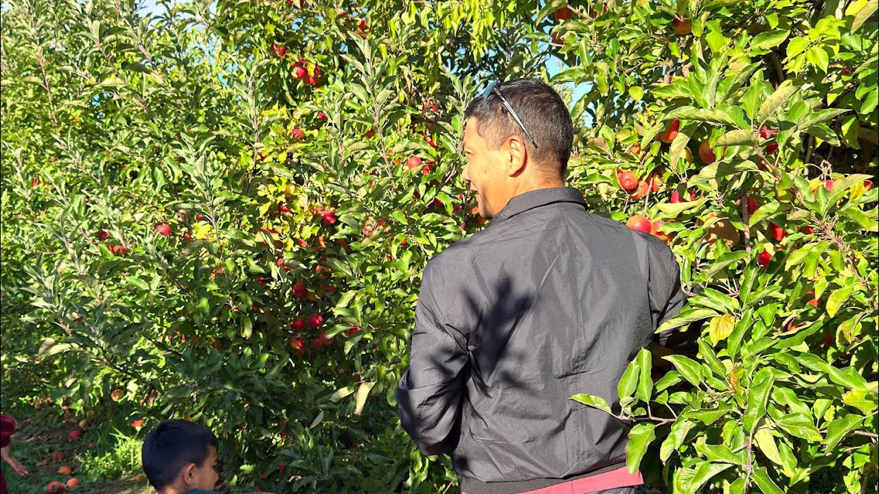 A day on the Apple Farm