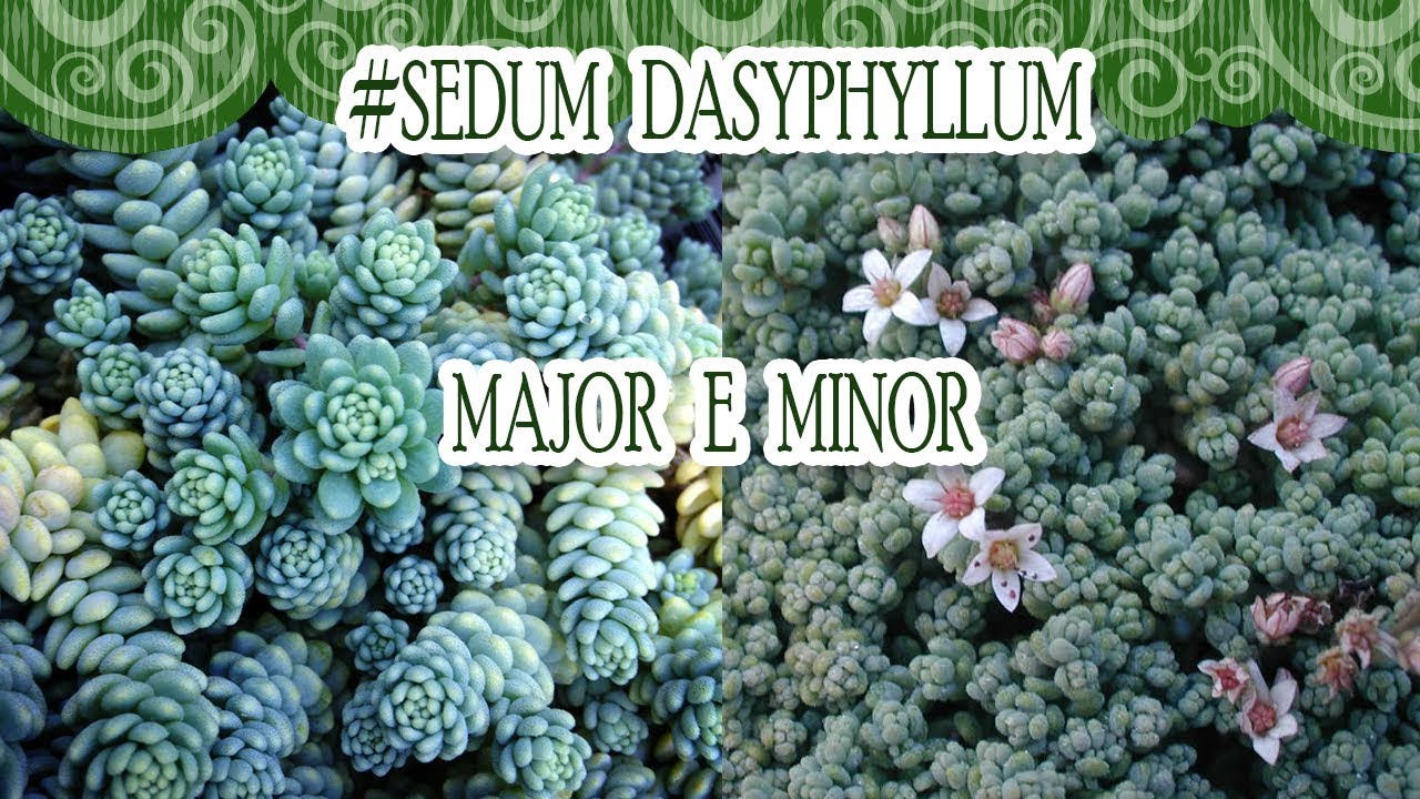 #Suculentadodia! | Sedum Dasyphyllum Major e Minor