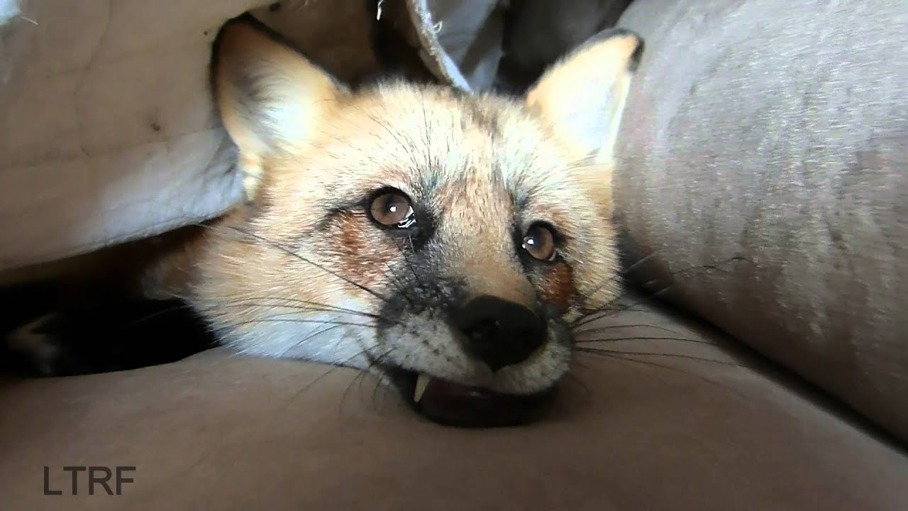 Angered Couch Monster