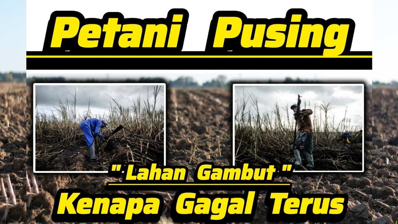 ✅ Pertanian Perkebunan Lahan Gambut Itu Mudah Jika Paham Ilmu nya ✅ Unsur Hara - Ph Tanah - Pupuk ✅