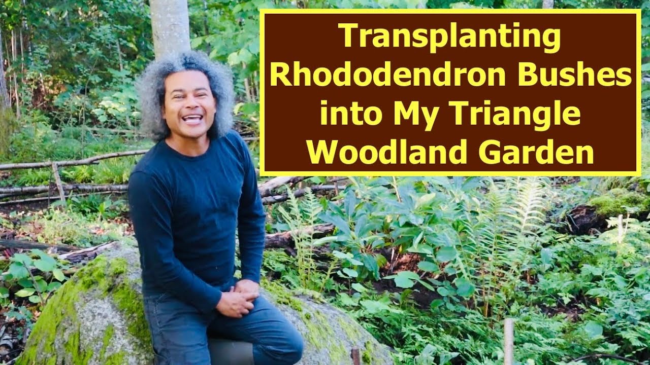 Transplanting Rhododendron Bushes into My Triangle Woodland Garden