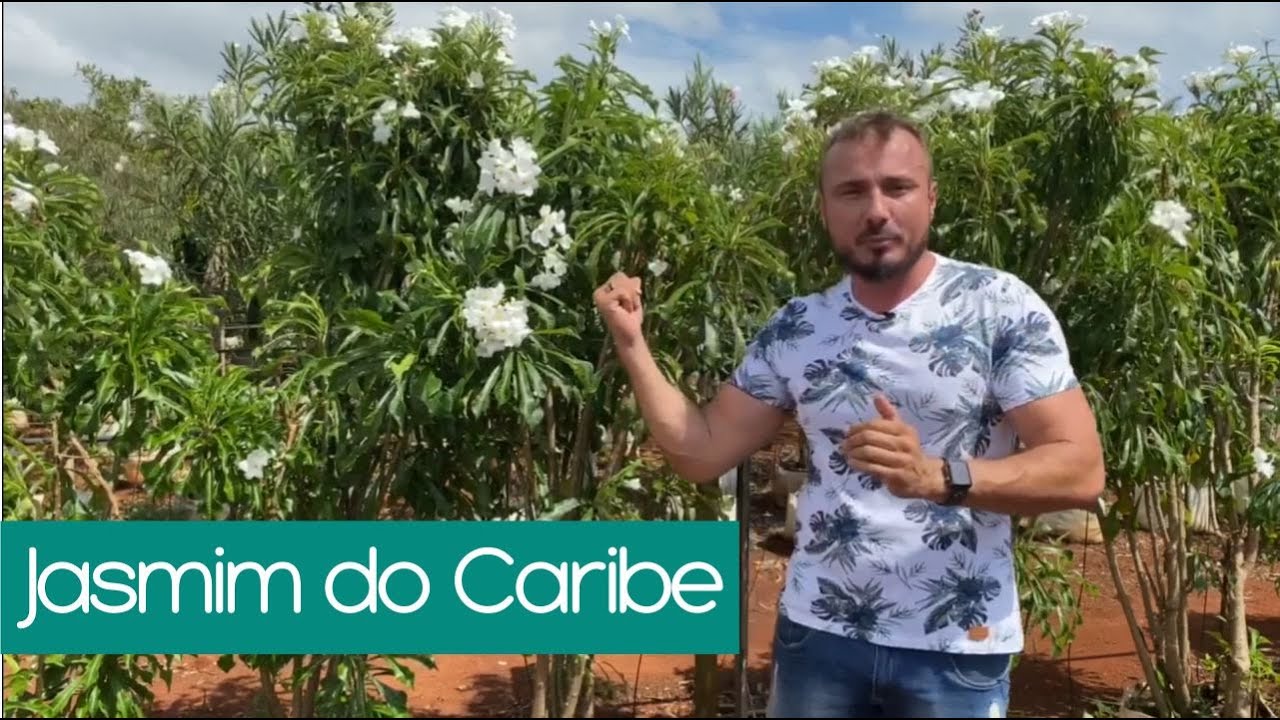 Jasmim do Caribe - A planta ideal para quem busca uma NOVIDADE no Jardim