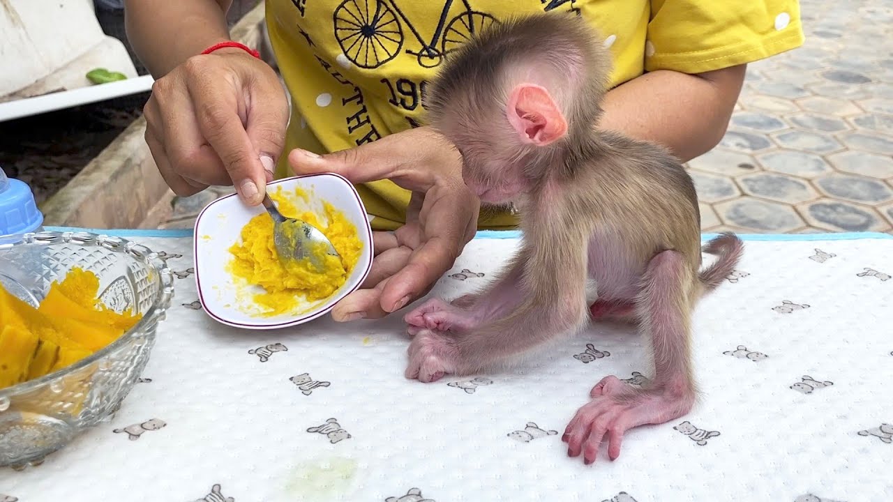 Lil Fur Moving Around Now, Ready To Be Fed Nutrient Food
