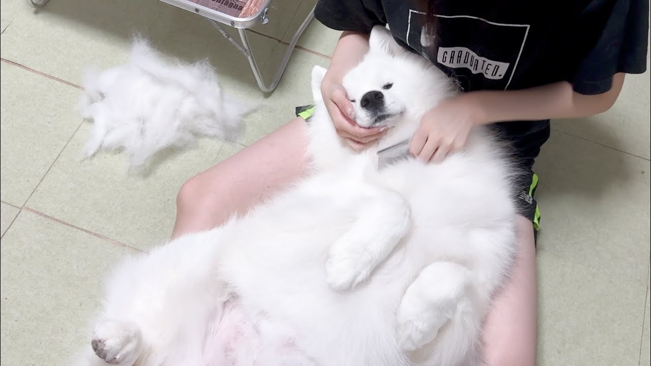 まるで大きな赤ちゃんのようにブラッシング中にうとうとしてしまう犬がかわいすぎました…
