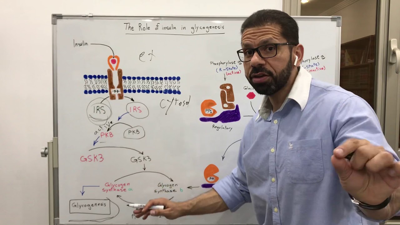 دور الانسلين في تحويل السكر الى جلايكوجين The role of insulin in Glycogenesis