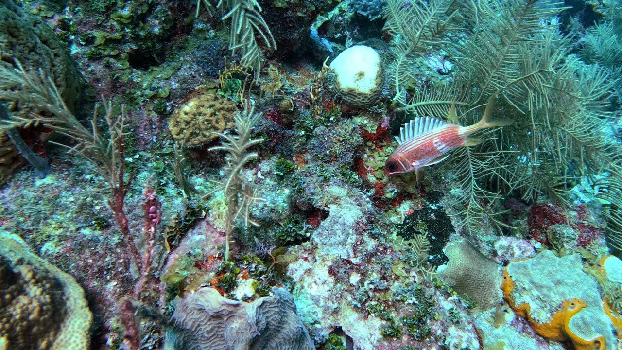 Scuba in Cuba - Memories Jibacoa Resort - February 2024