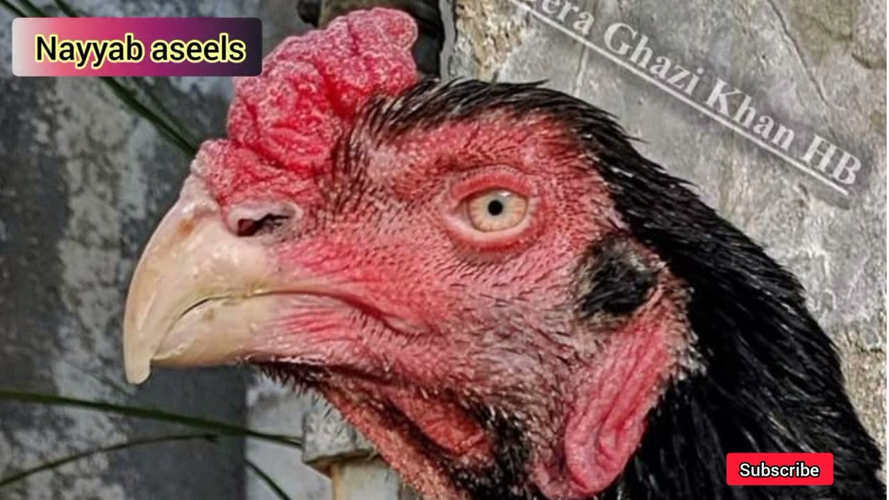 Rampuri aseel breed complete information||رام پوری اصیل کی اقسام اور مکمل معلومات