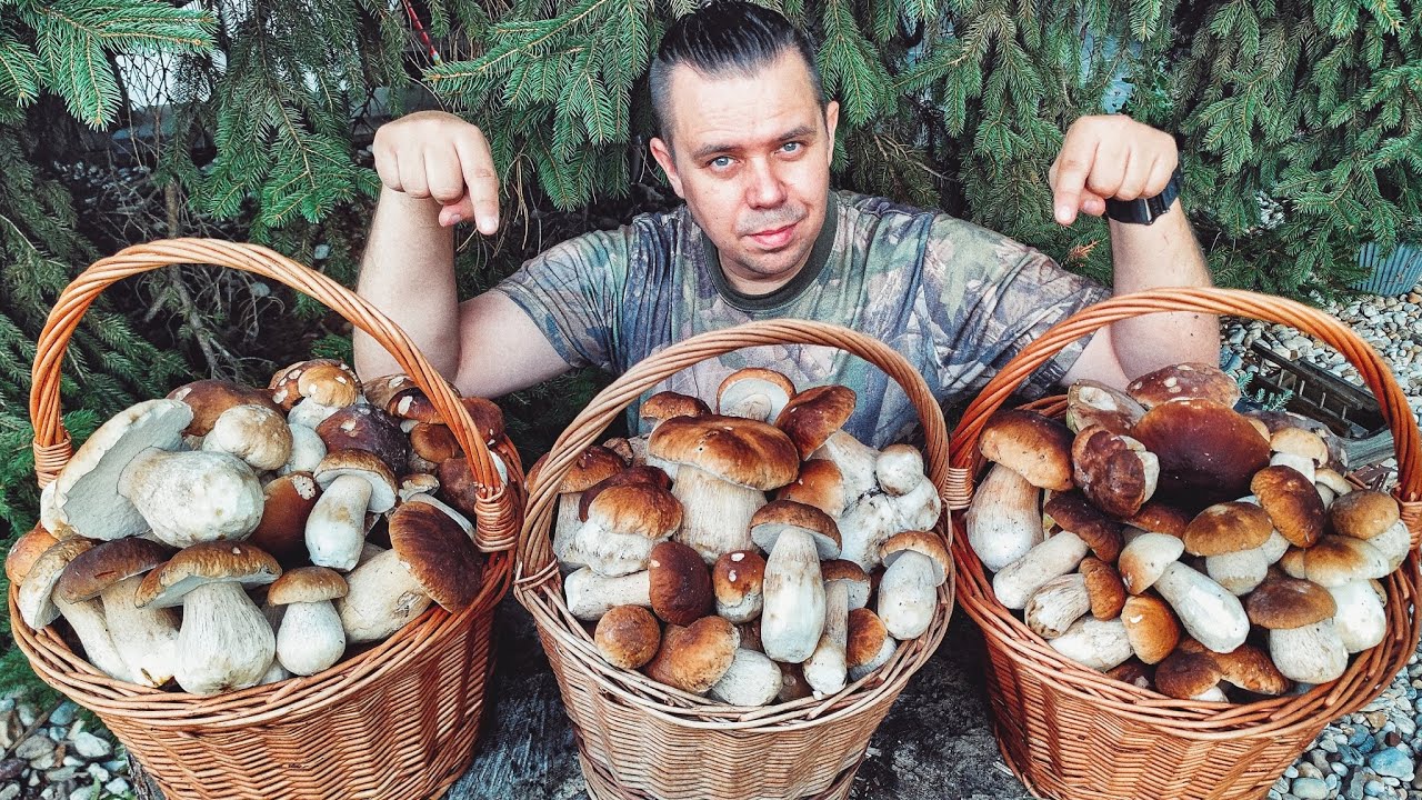 Huby Hriby Houby 2.10.23 | 400 ks DUBÁKOV na Záhorí pokračuje obrovská vlna HÚB nahuby plné košíky