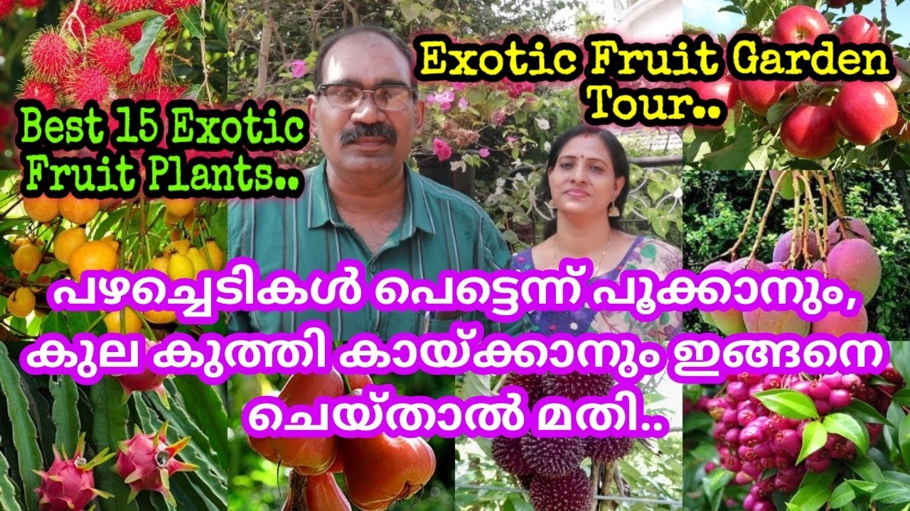 ഇങ്ങനെ ചെയ്താൽ ഏതു പഴച്ചെടികളും പെട്ടെന്ന് പൂക്കും,കായ്ക്കും /ഏറ്റവും നല്ല 15 തരം വിദേശ ഫലവൃക്ഷങ്ങൾ.